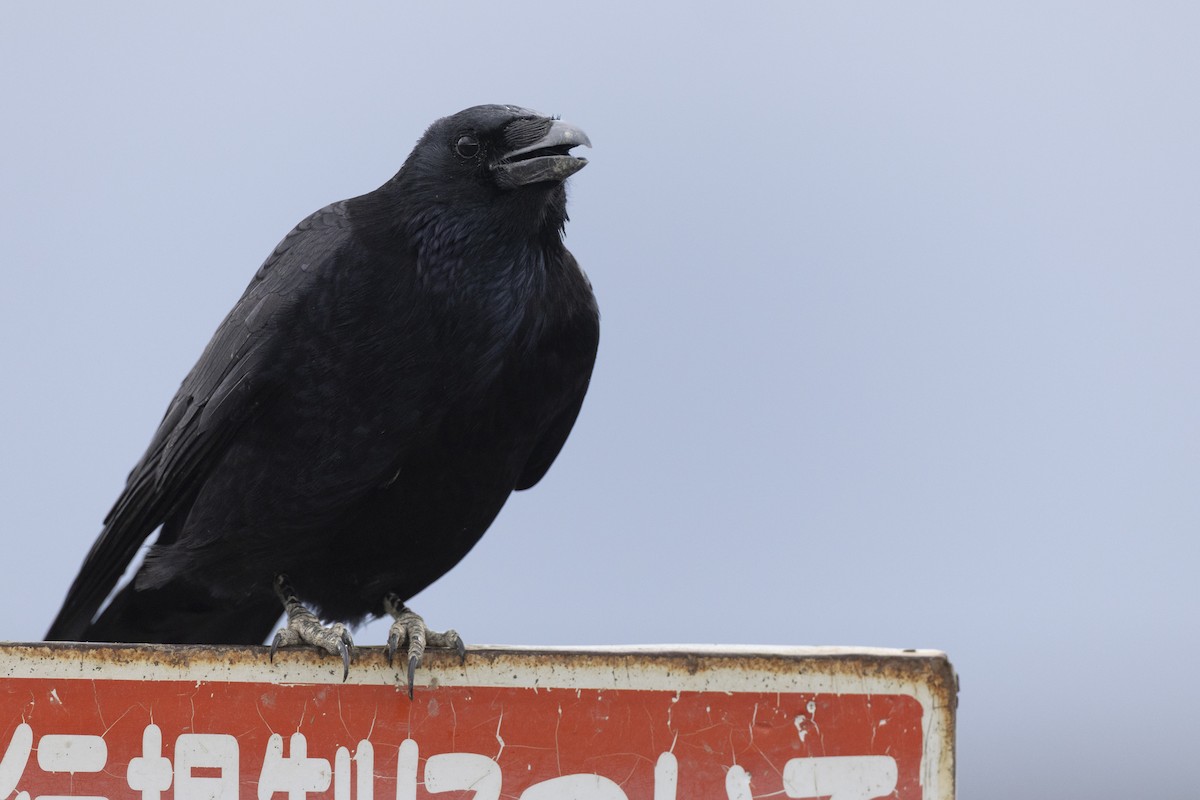小嘴烏鴉(orientalis) - eBird