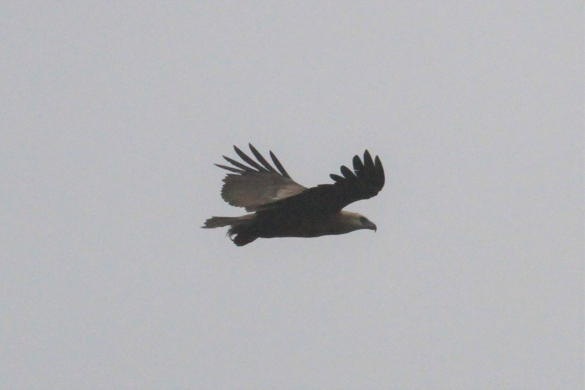 Sanford's Sea-Eagle - Charles Davies