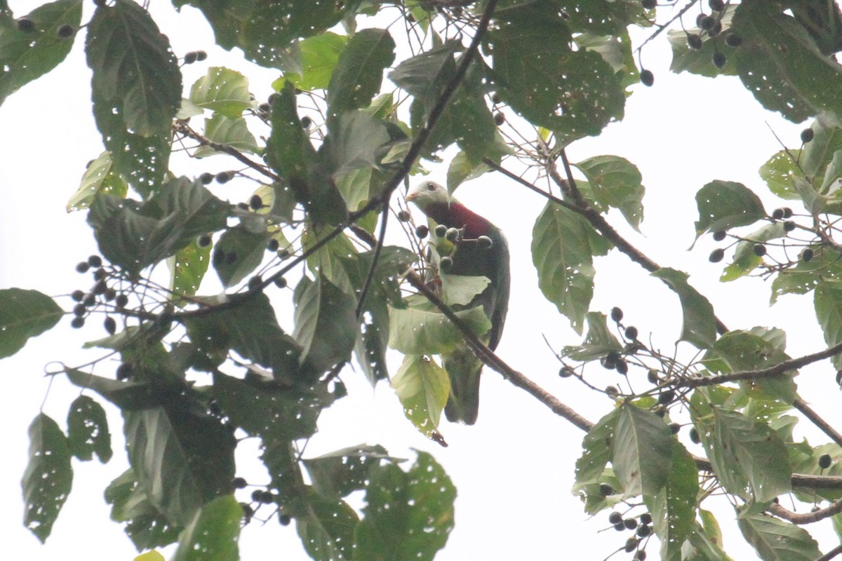 White-headed Fruit-Dove - ML66383431