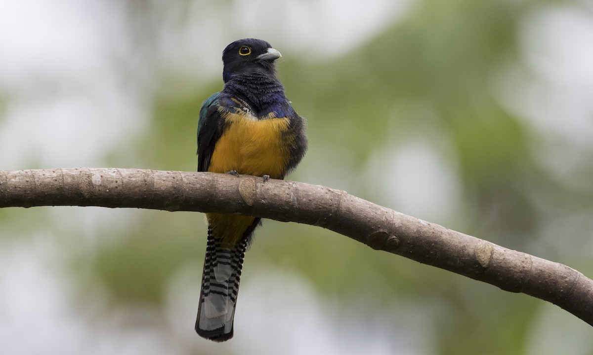 Amazonian Trogon - Brian Sullivan