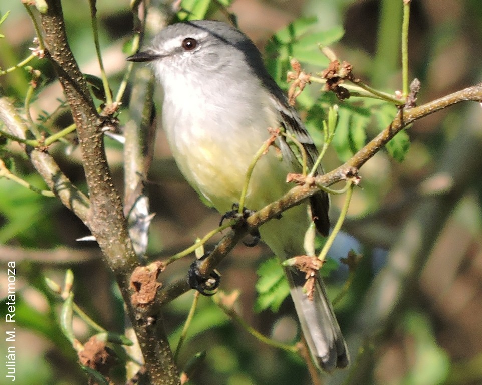 White-crested Tyrannulet (Sulphur-bellied) - ML66386701