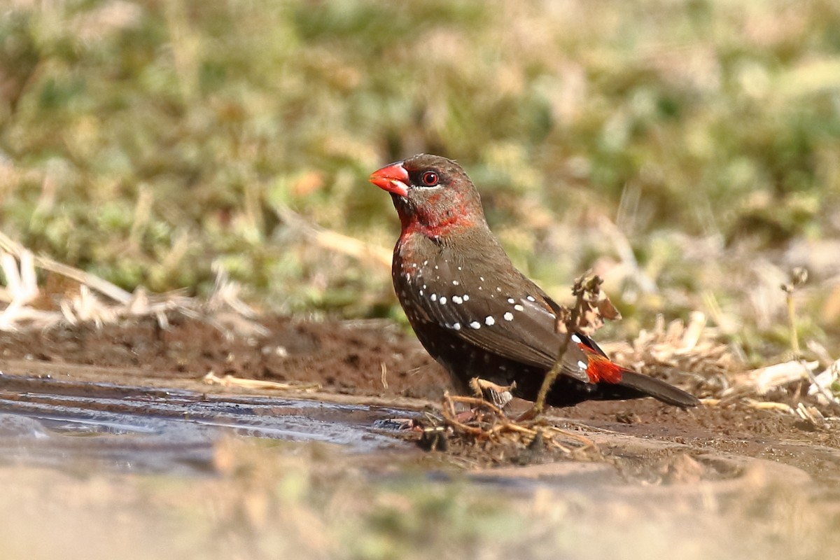 Red Avadavat - ML66387301