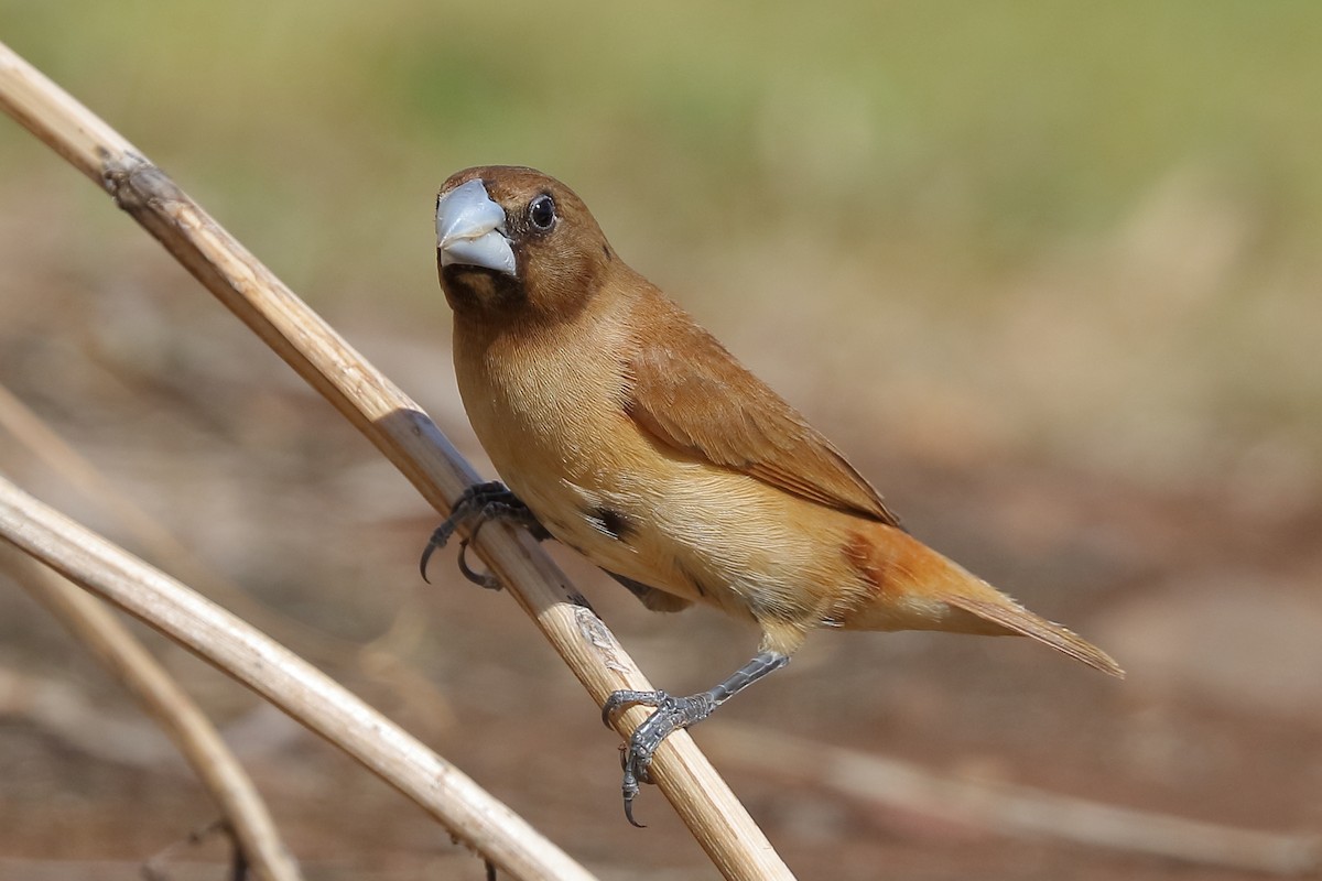 Chestnut Munia - ML66387361