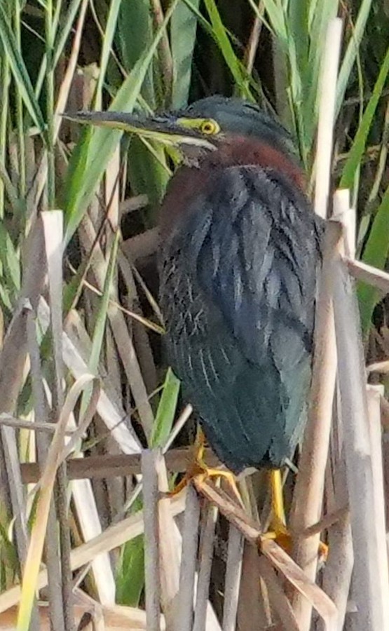 Green Heron - Kathleen Horn