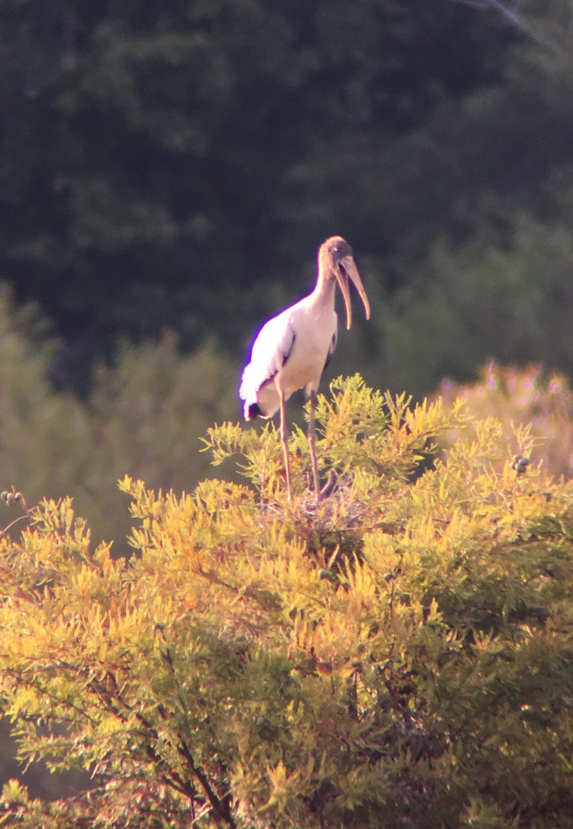 Wood Stork - ML66387411