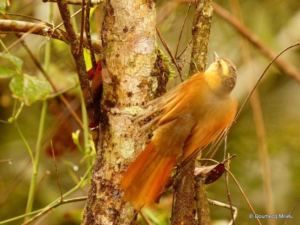 Buff-fronted Foliage-gleaner - Ricardo  Doumecq Milieu