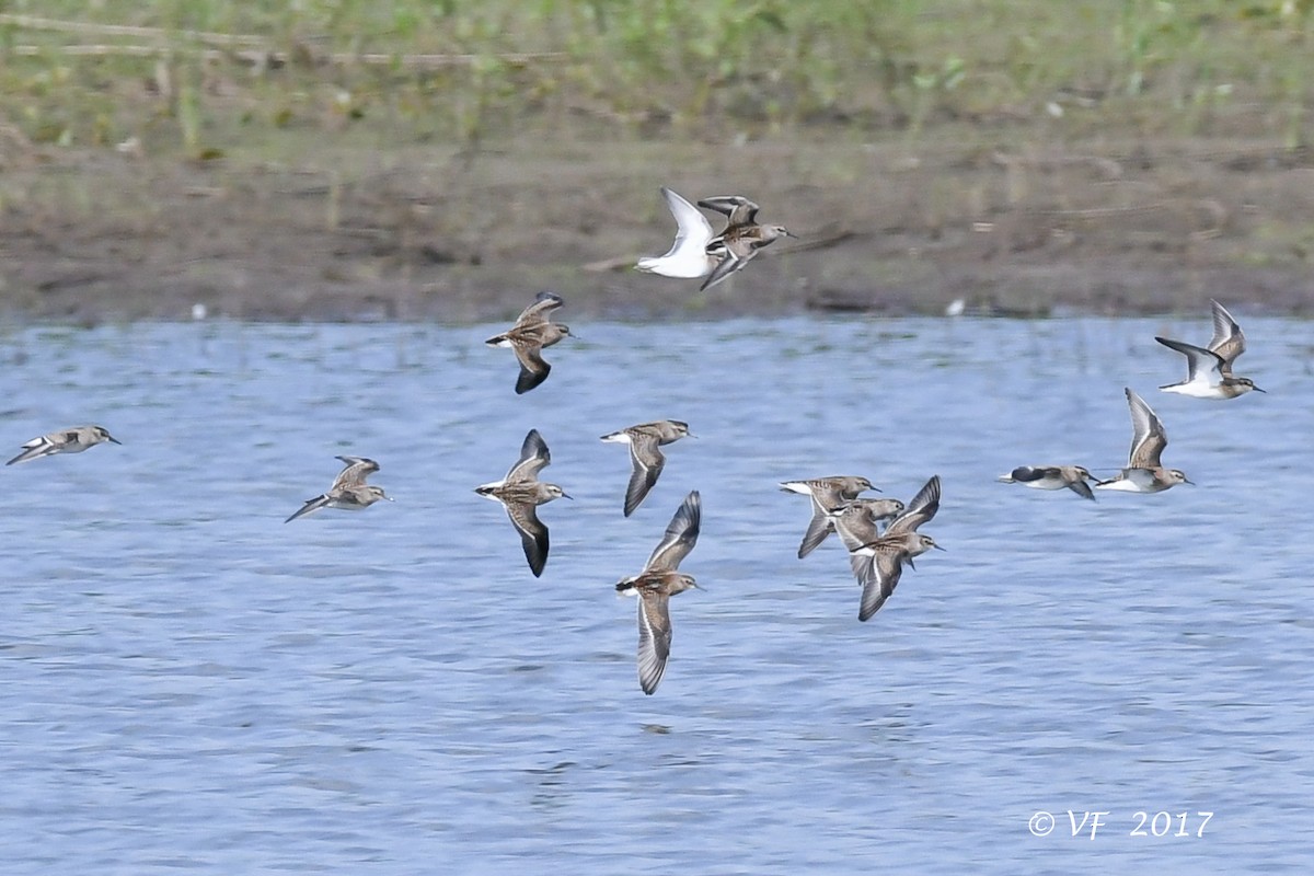 Least Sandpiper - ML66388841