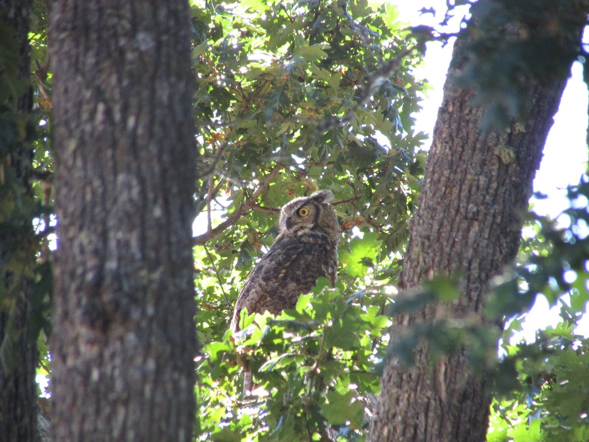 Great Horned Owl - Samuel Holman