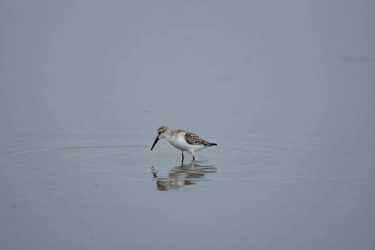 Western Sandpiper - Pete Monacell