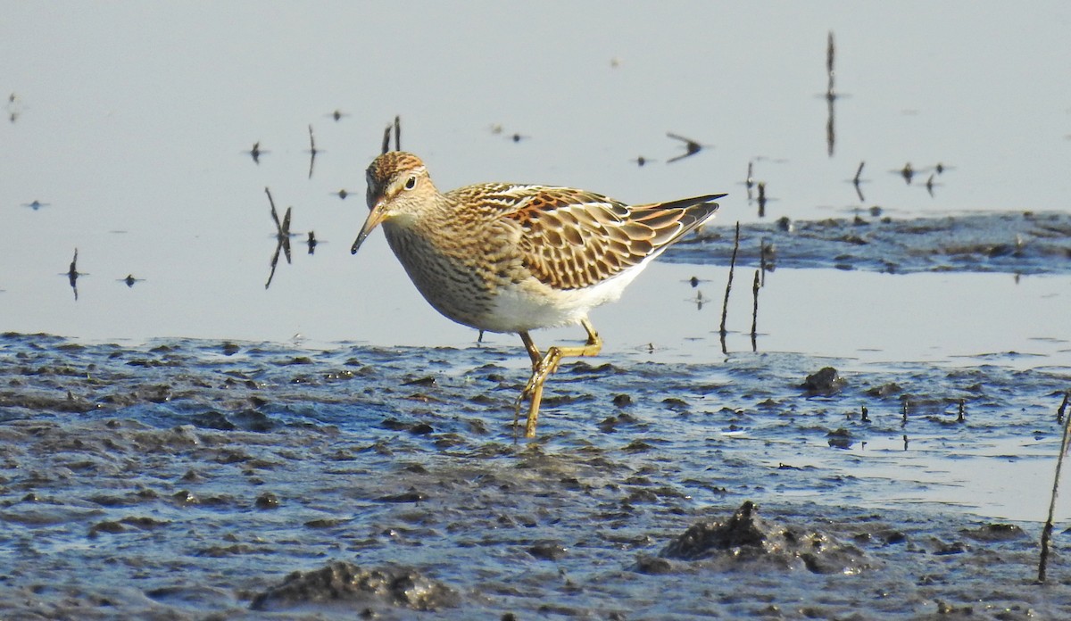 Bécasseau à poitrine cendrée - ML66392061