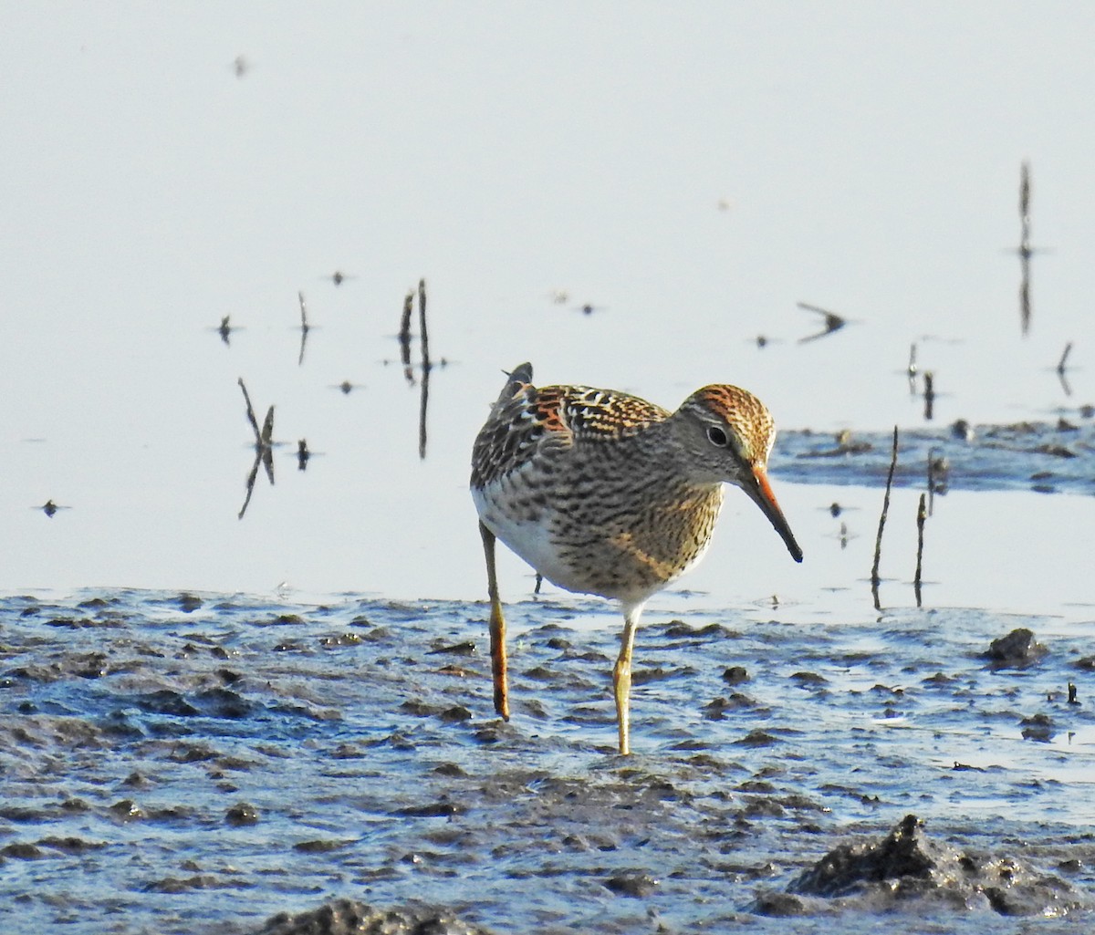 Bécasseau à poitrine cendrée - ML66392111