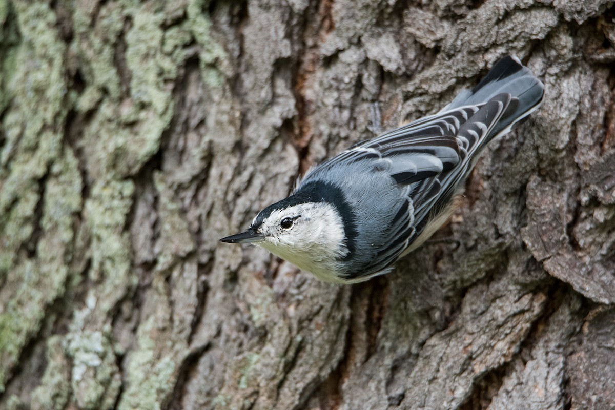 White-breasted Nuthatch (Eastern) - ML66392301