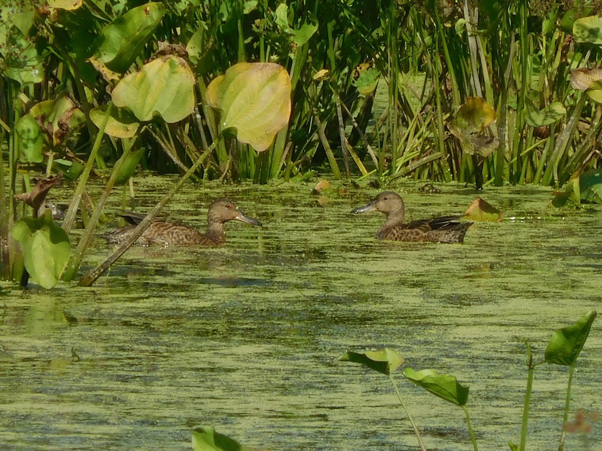 Cinnamon Teal - ML66392551