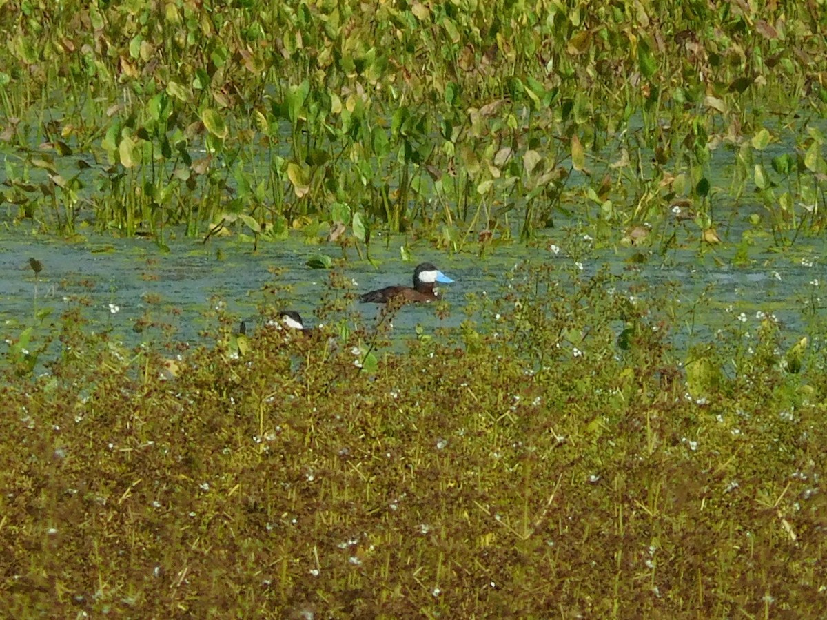 Ruddy Duck - ML66392581