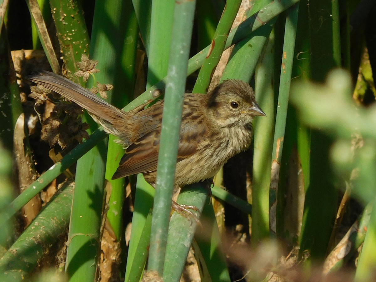 Song Sparrow - ML66392871