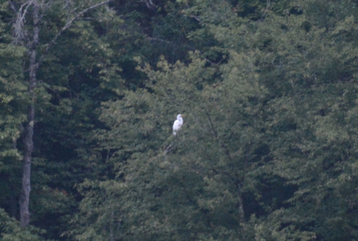 Great Egret - ML66392981