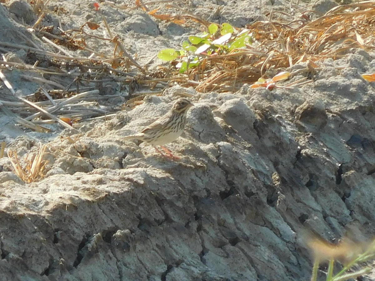 Savannah Sparrow - ML66393011
