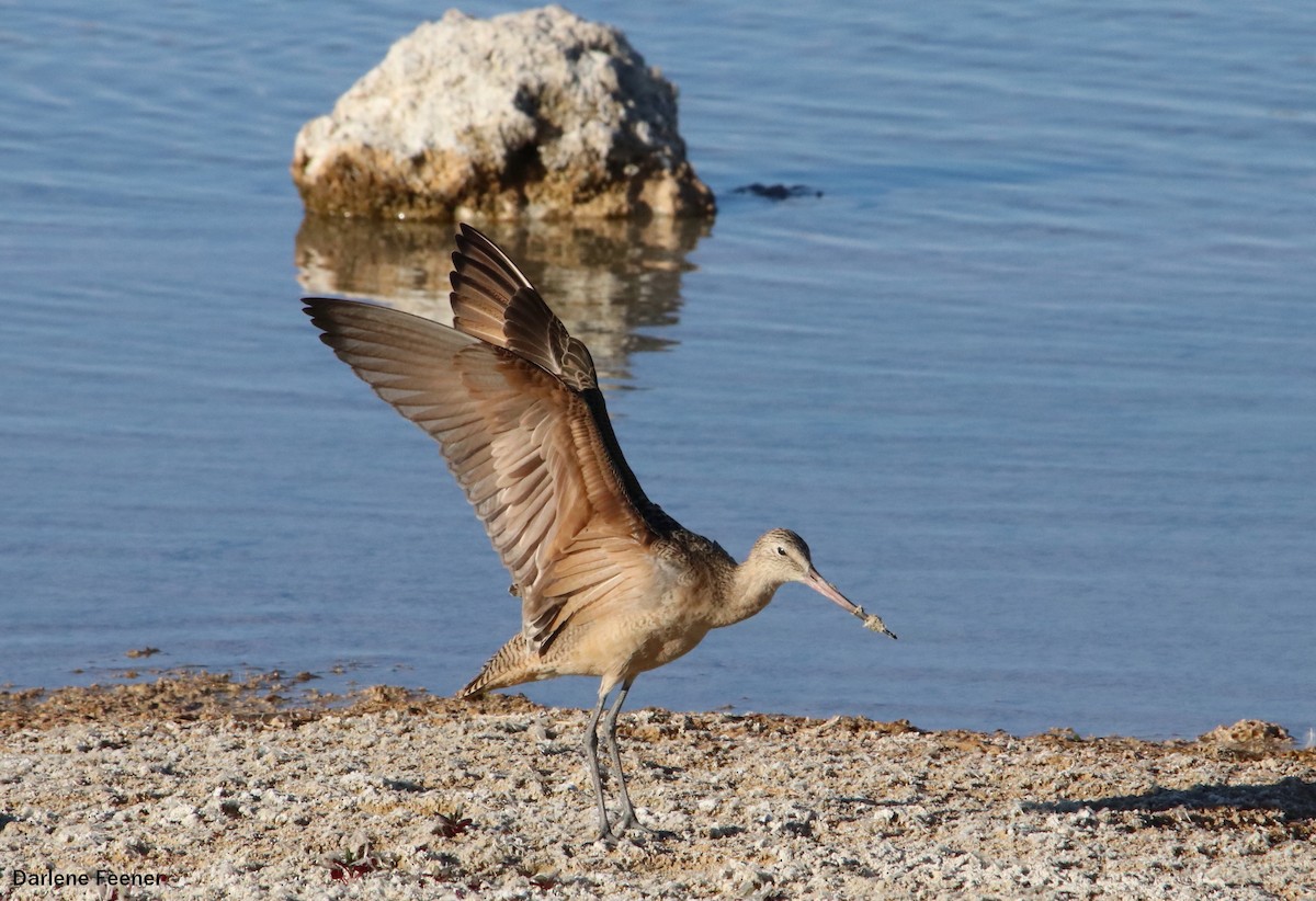 Marbled Godwit - ML66393081