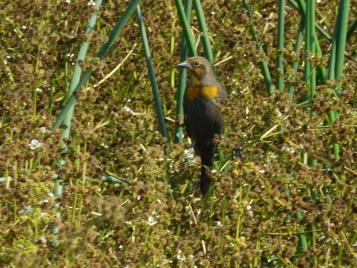 Yellow-headed Blackbird - ML66393101