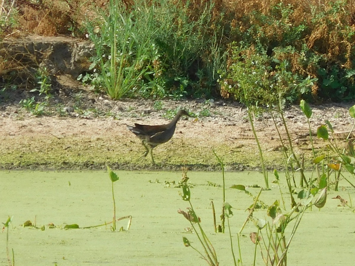 Common Gallinule - ML66393121