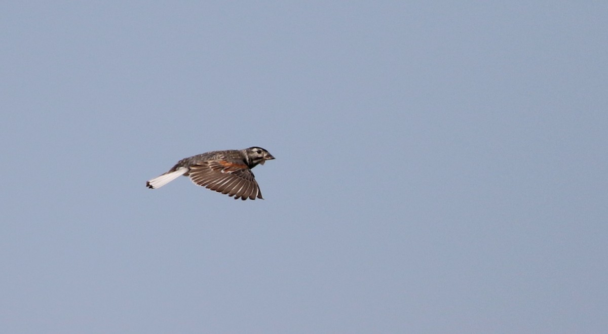 Thick-billed Longspur - ML66393251