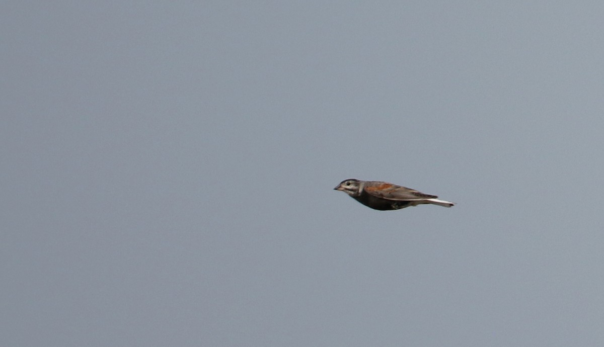 Thick-billed Longspur - ML66393361