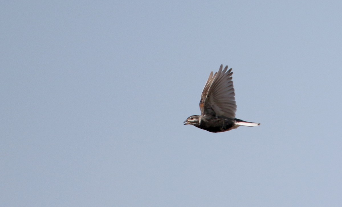 Thick-billed Longspur - Jay McGowan