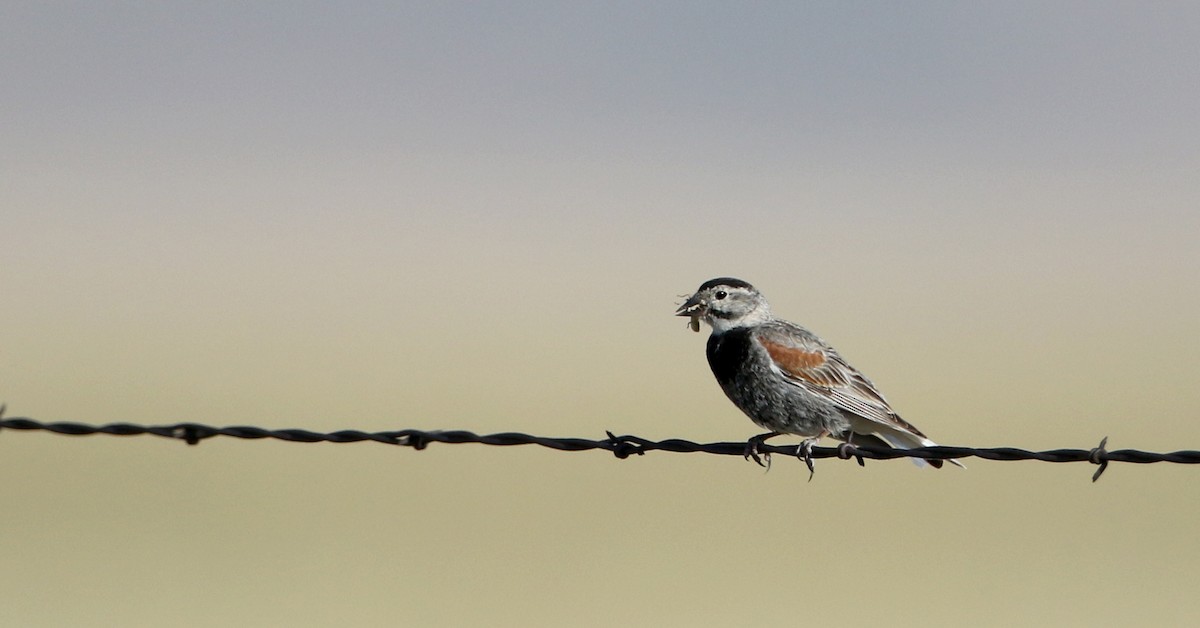 Thick-billed Longspur - Jay McGowan