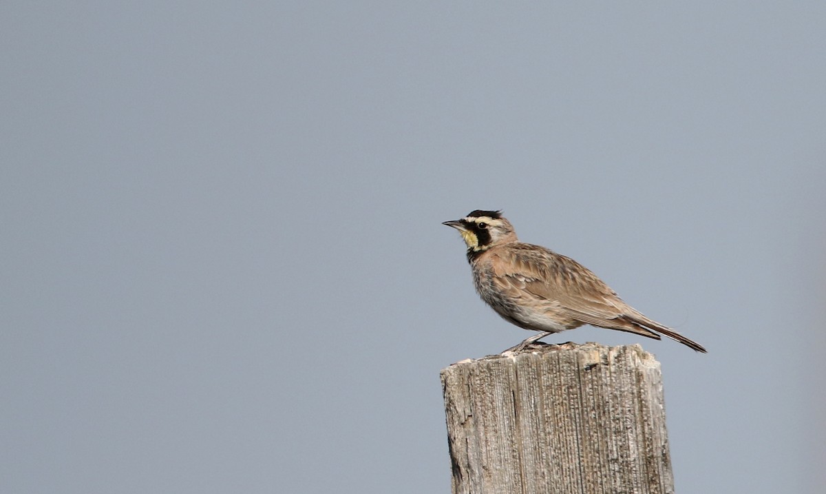 Horned Lark - Jay McGowan