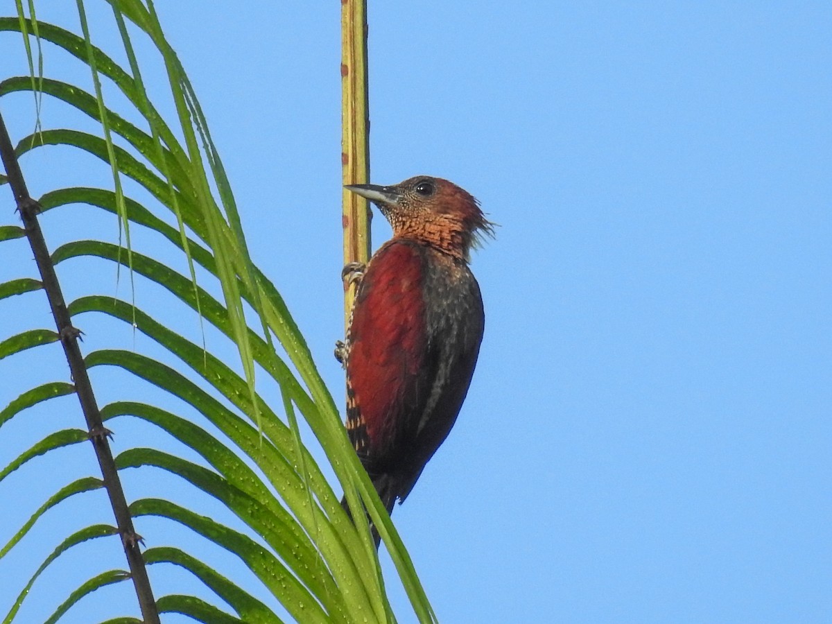 Banded Woodpecker - ML66394131
