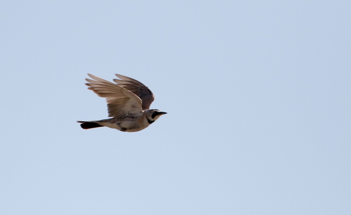 Horned Lark - Jay McGowan