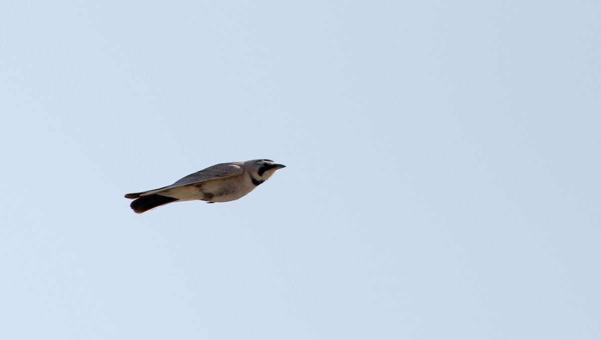 Horned Lark - Jay McGowan