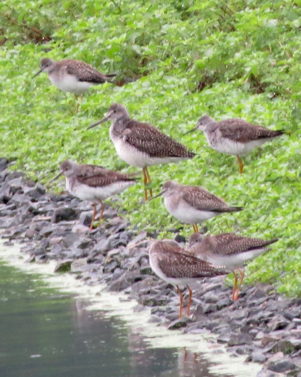 Lesser Yellowlegs - ML66395181