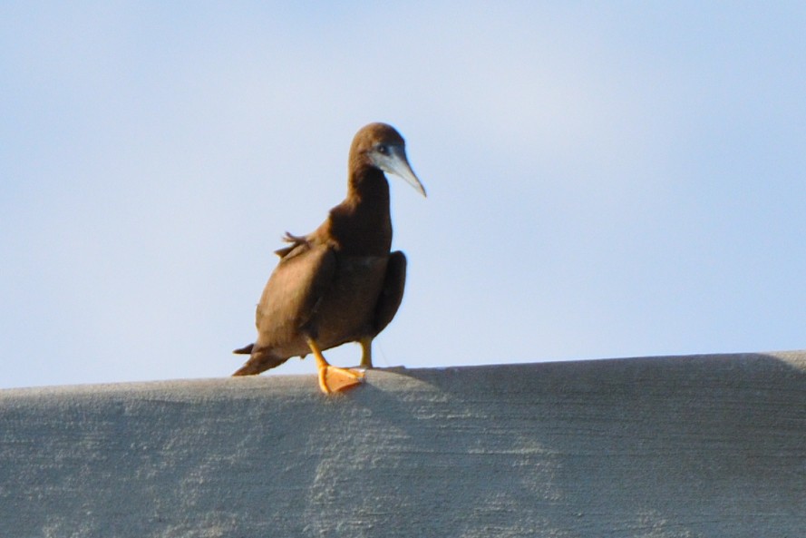 Brown Booby - Debra Hill