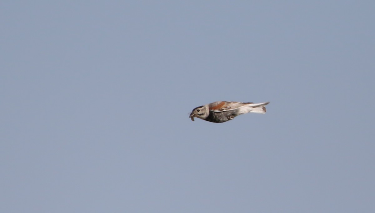 Thick-billed Longspur - ML66395991