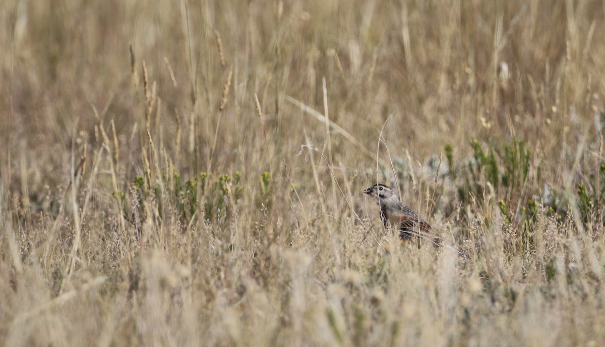 Thick-billed Longspur - Jay McGowan