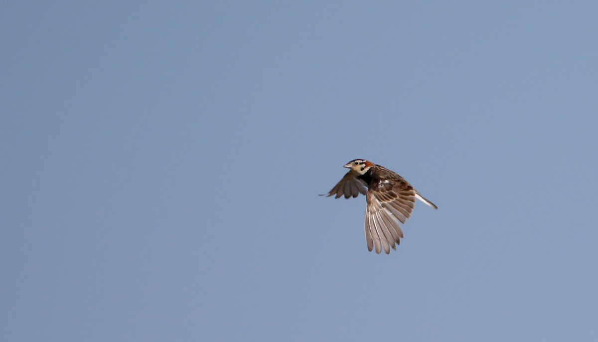 Chestnut-collared Longspur - Jay McGowan