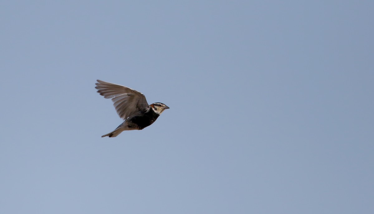 Chestnut-collared Longspur - ML66396331