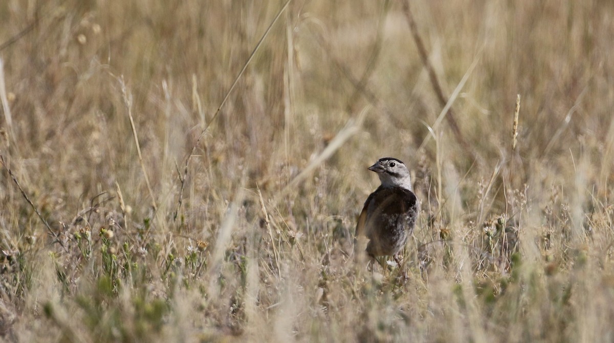 Thick-billed Longspur - ML66396371