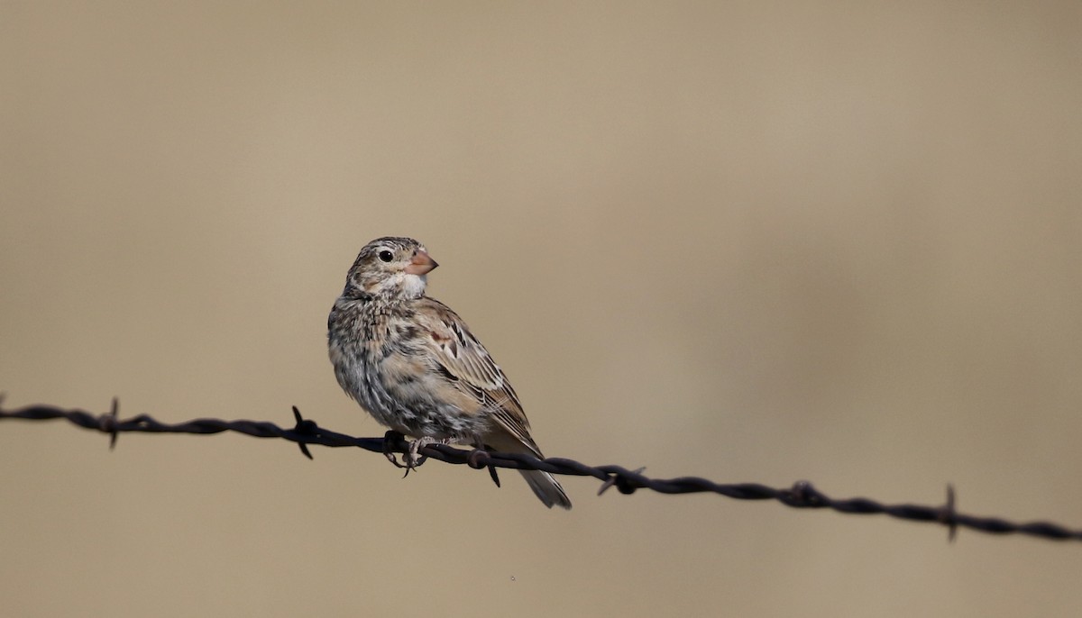 Thick-billed Longspur - ML66396421