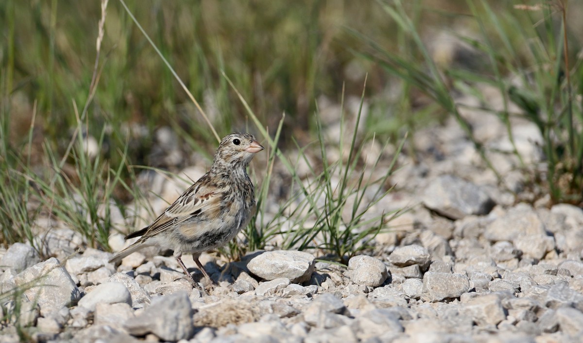 Thick-billed Longspur - Jay McGowan