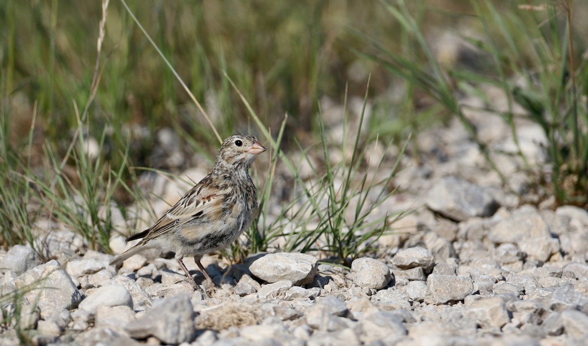 Thick-billed Longspur - ML66396561