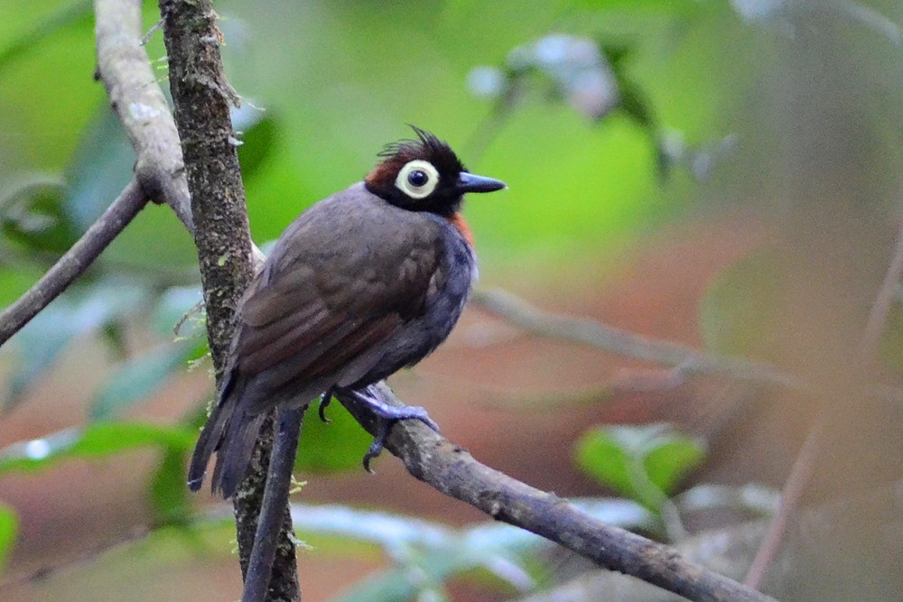 Harlequin Antbird - ML66396601