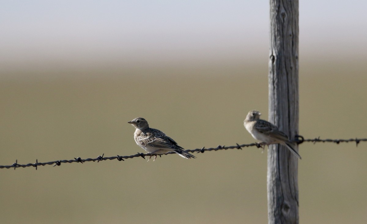 Horned Lark - ML66396871