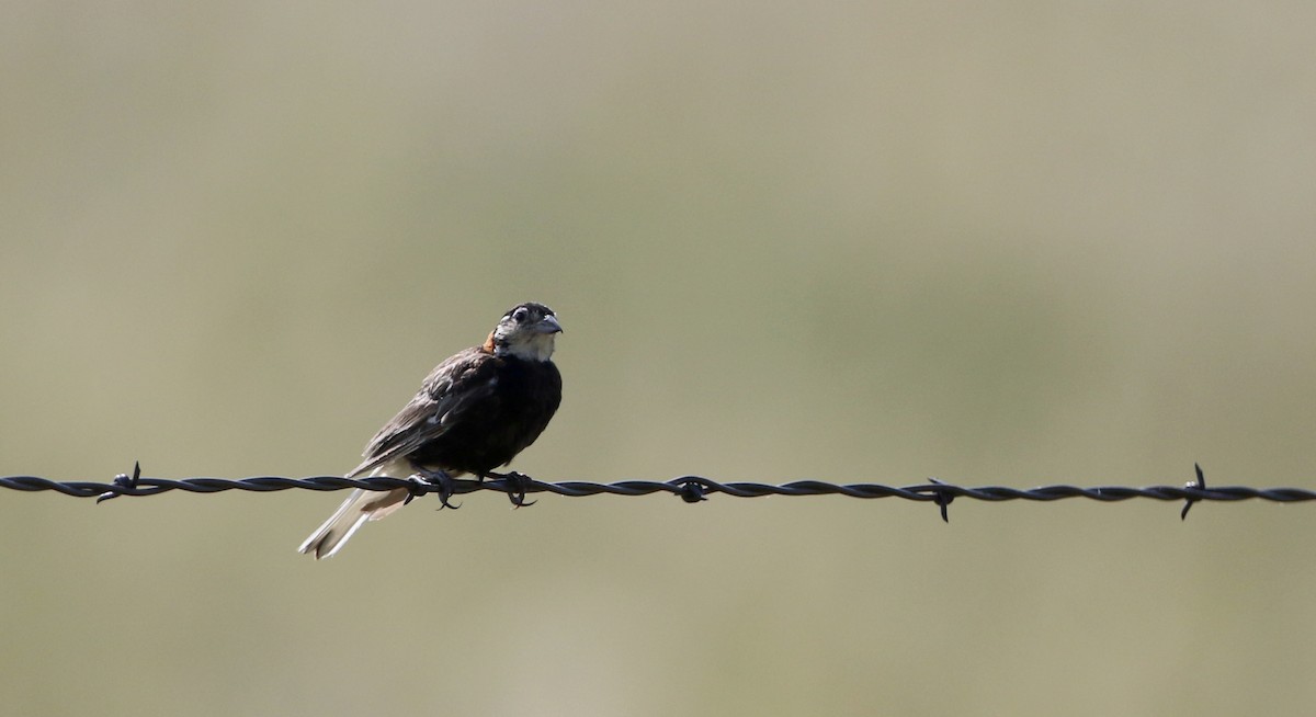 Chestnut-collared Longspur - ML66396941