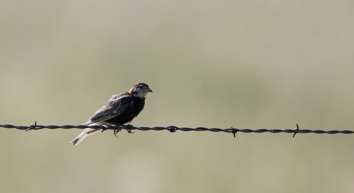 Chestnut-collared Longspur - Jay McGowan