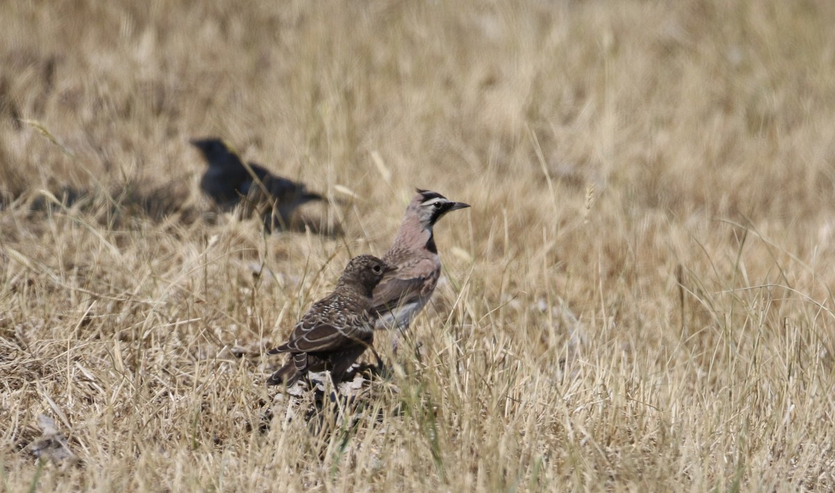 Horned Lark - Jay McGowan