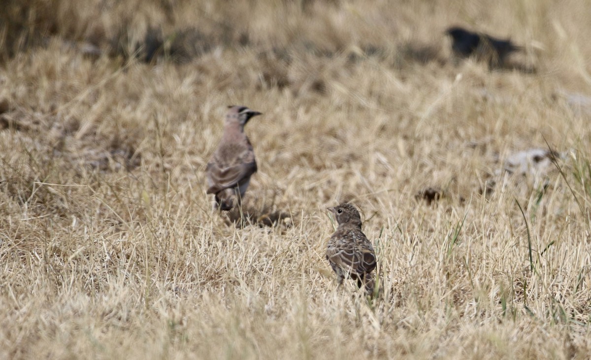 Horned Lark - ML66397071