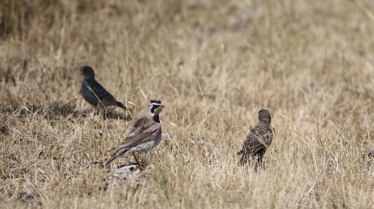 Horned Lark - Jay McGowan