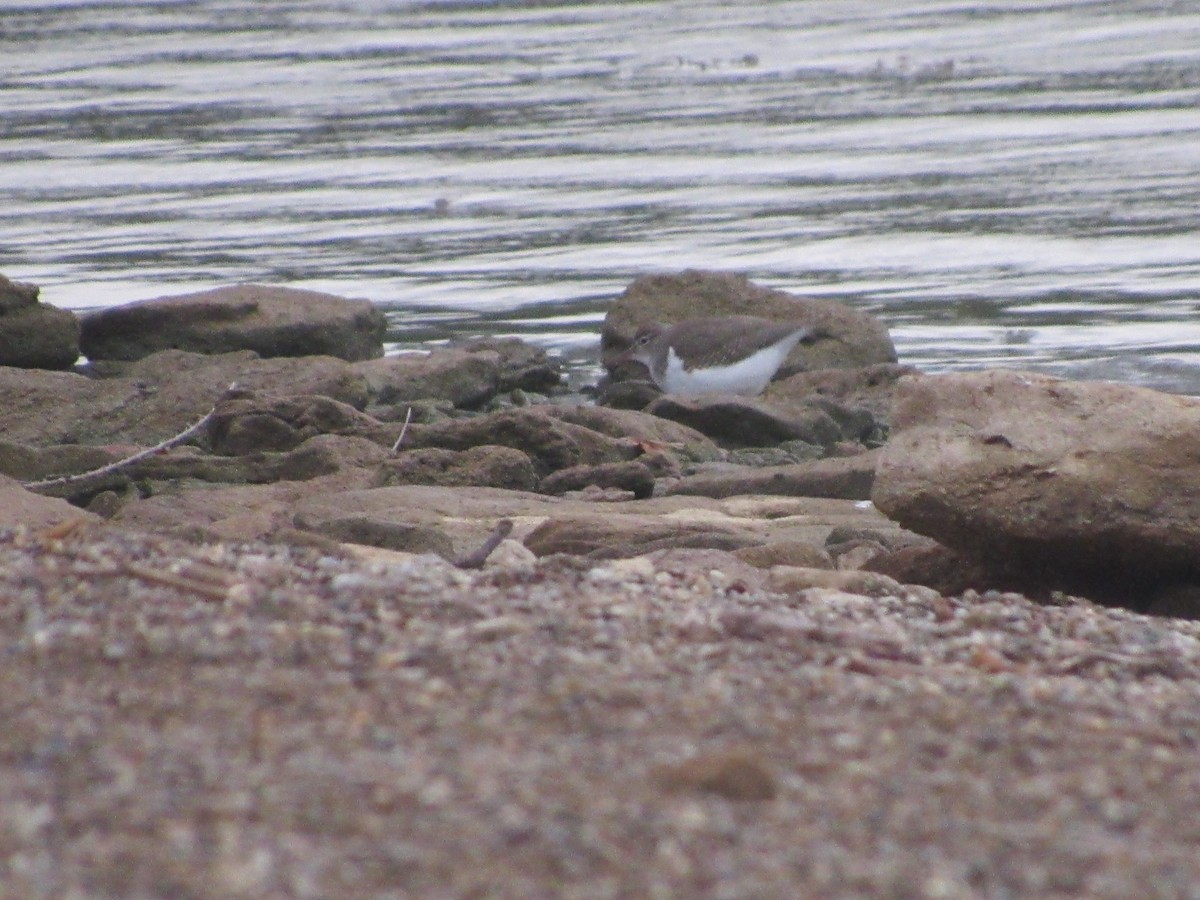 Spotted Sandpiper - Rene',Andy and Bill McGill